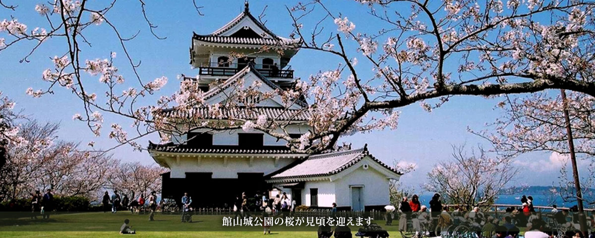 館山城公園の桜が見頃を迎えます